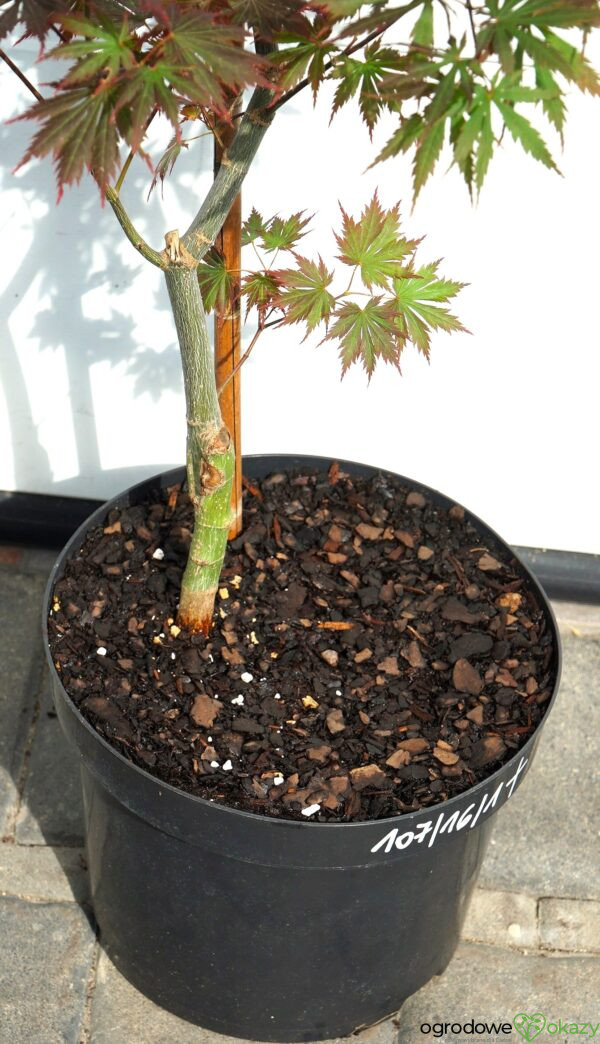 KLON SHIRASAWY GLORIA Acer shirasawanum 'Gloria'