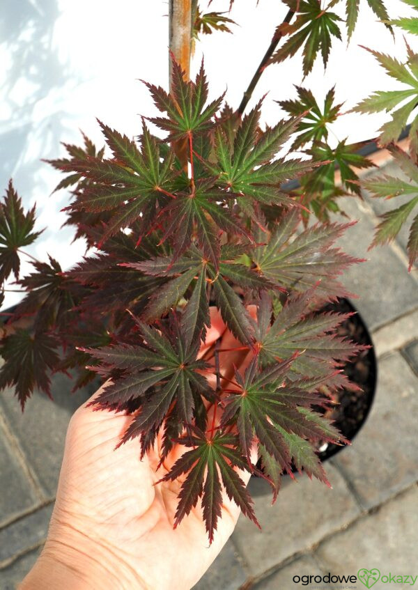 KLON SHIRASAWY GLORIA Acer shirasawanum 'Gloria'