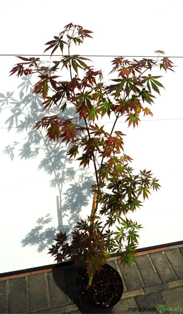 KLON SHIRASAWY GLORIA Acer shirasawanum 'Gloria'