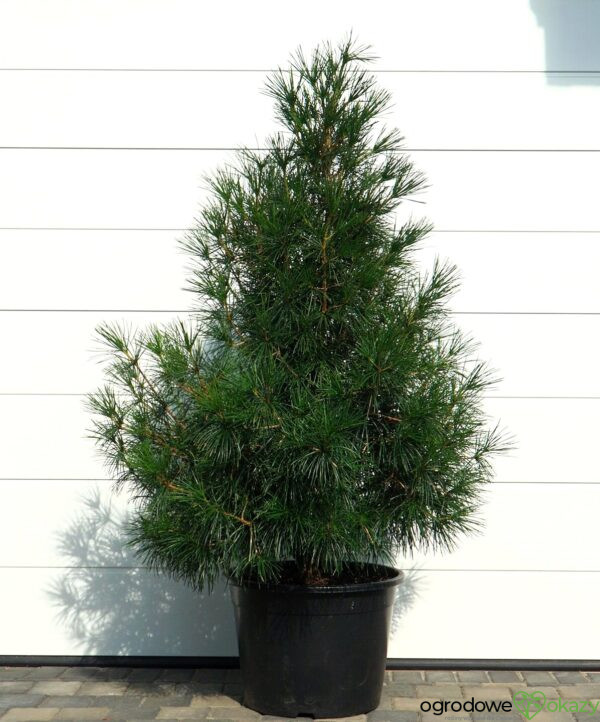 SOŚNICA JAPOŃSKA Sciadopitys verticillata