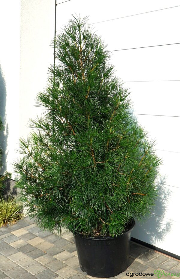 SOŚNICA JAPOŃSKA Sciadopitys verticillata