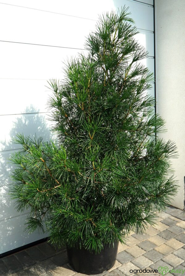 SOŚNICA JAPOŃSKA Sciadopitys verticillata