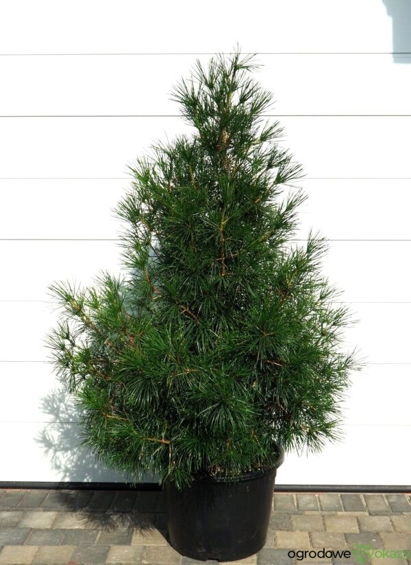 SOŚNICA JAPOŃSKA Sciadopitys verticillata
