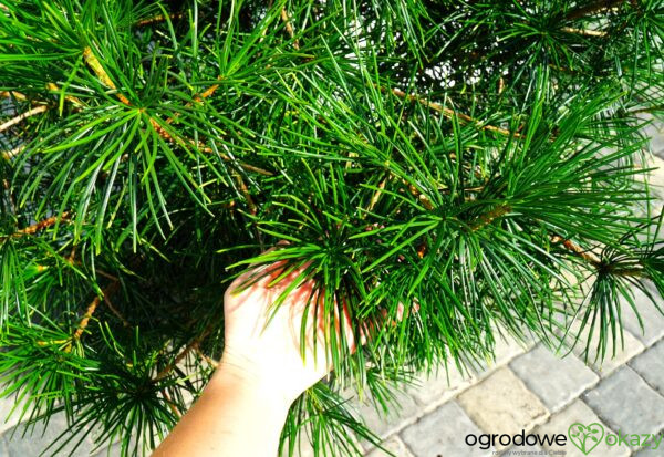 SOŚNICA JAPOŃSKA Sciadopitys verticillata