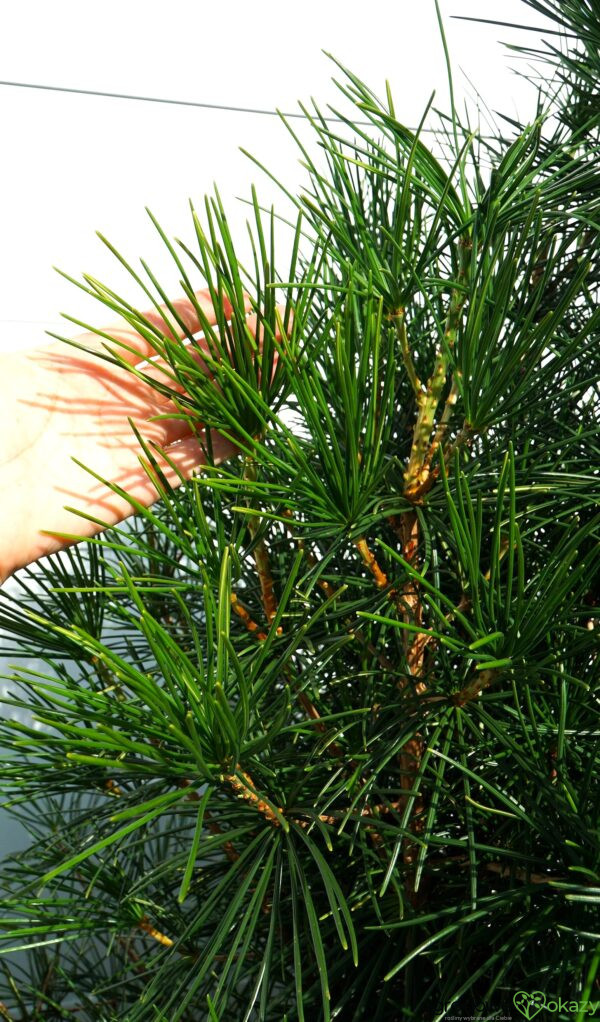 SOŚNICA JAPOŃSKA Sciadopitys verticillata