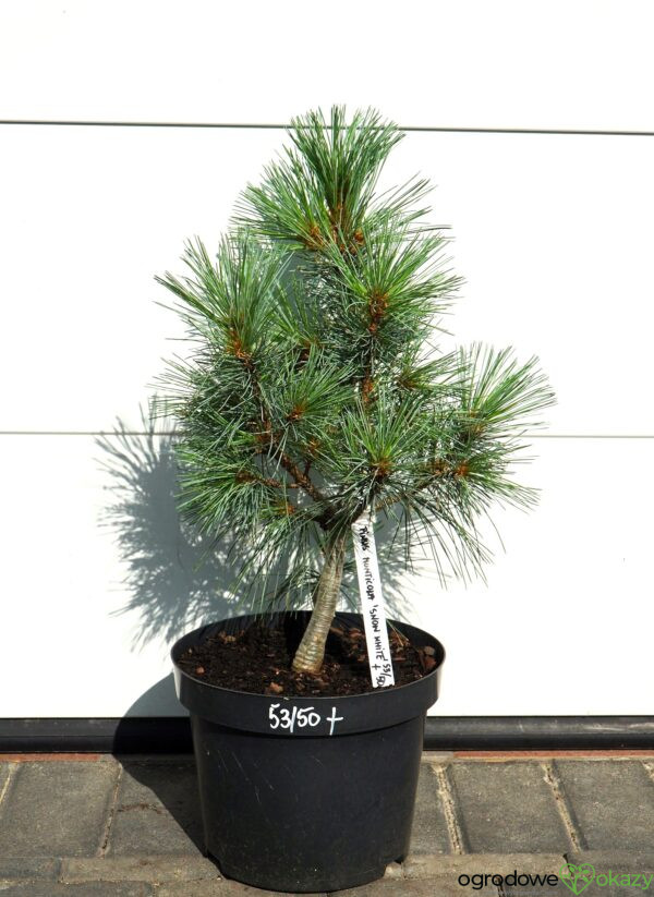 SOSNA ZACHODNIA SNOW WHITE Pinus monticola 'Snow White'