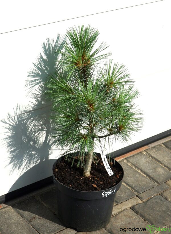 SOSNA ZACHODNIA SNOW WHITE Pinus monticola 'Snow White'