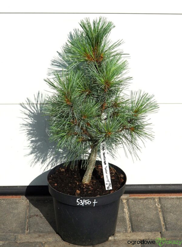 SOSNA ZACHODNIA SNOW WHITE Pinus monticola 'Snow White'