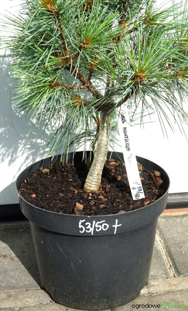 SOSNA ZACHODNIA SNOW WHITE Pinus monticola 'Snow White'