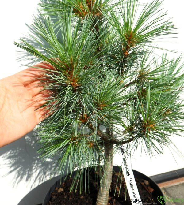 SOSNA ZACHODNIA SNOW WHITE Pinus monticola 'Snow White'