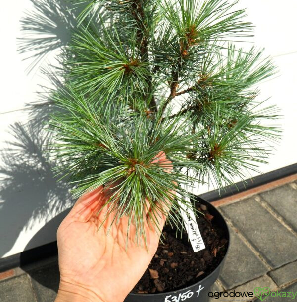 SOSNA ZACHODNIA SNOW WHITE Pinus monticola 'Snow White'