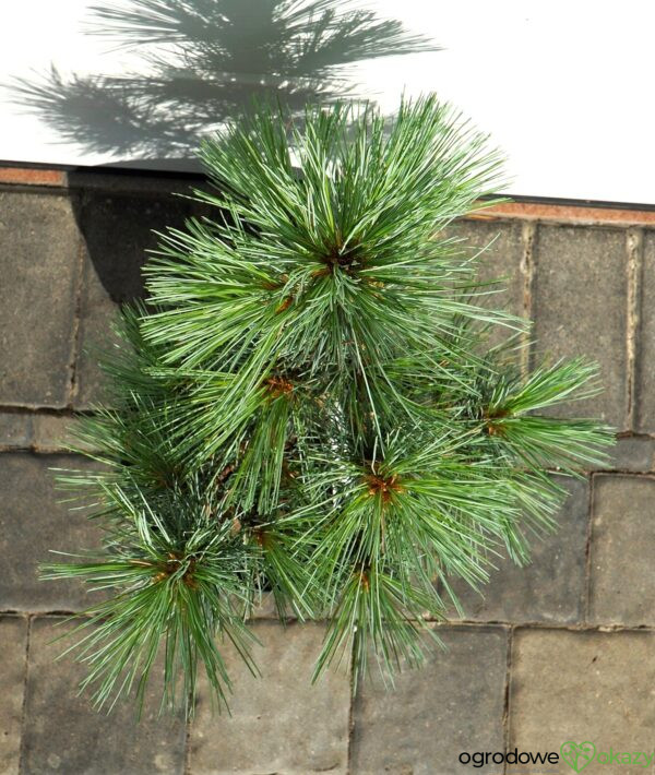 SOSNA ZACHODNIA SNOW WHITE Pinus monticola 'Snow White'