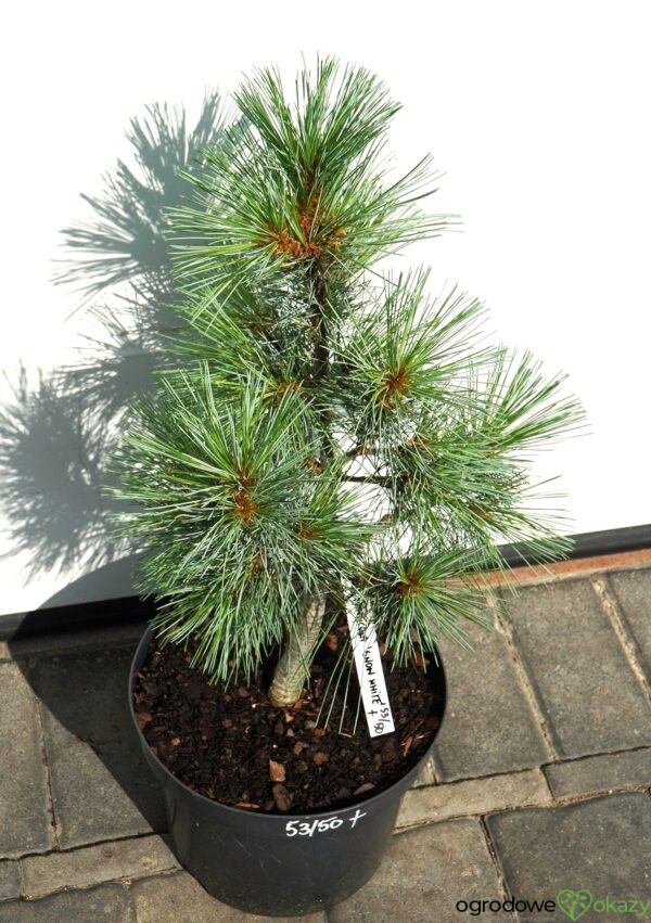 SOSNA ZACHODNIA SNOW WHITE Pinus monticola 'Snow White'