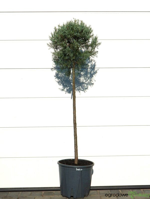 CYPRYS ARIZOŃSKI FASTIGIATA Cupressus arizonica 'Fastigiata'