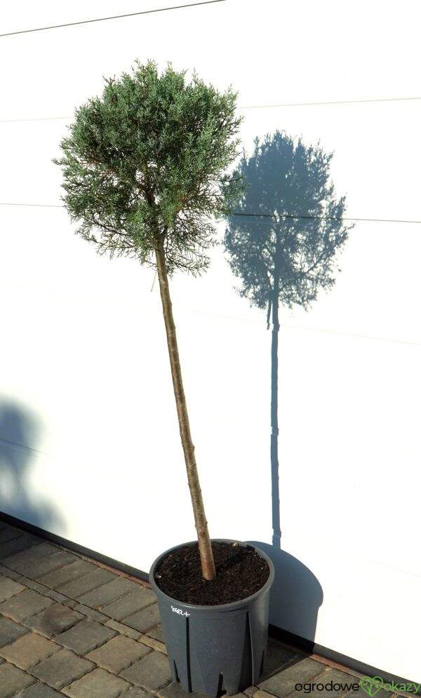 CYPRYS ARIZOŃSKI FASTIGIATA Cupressus arizonica 'Fastigiata'