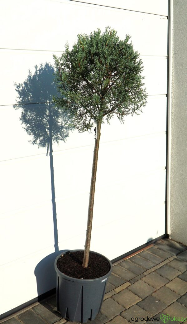 CYPRYS ARIZOŃSKI FASTIGIATA Cupressus arizonica 'Fastigiata'