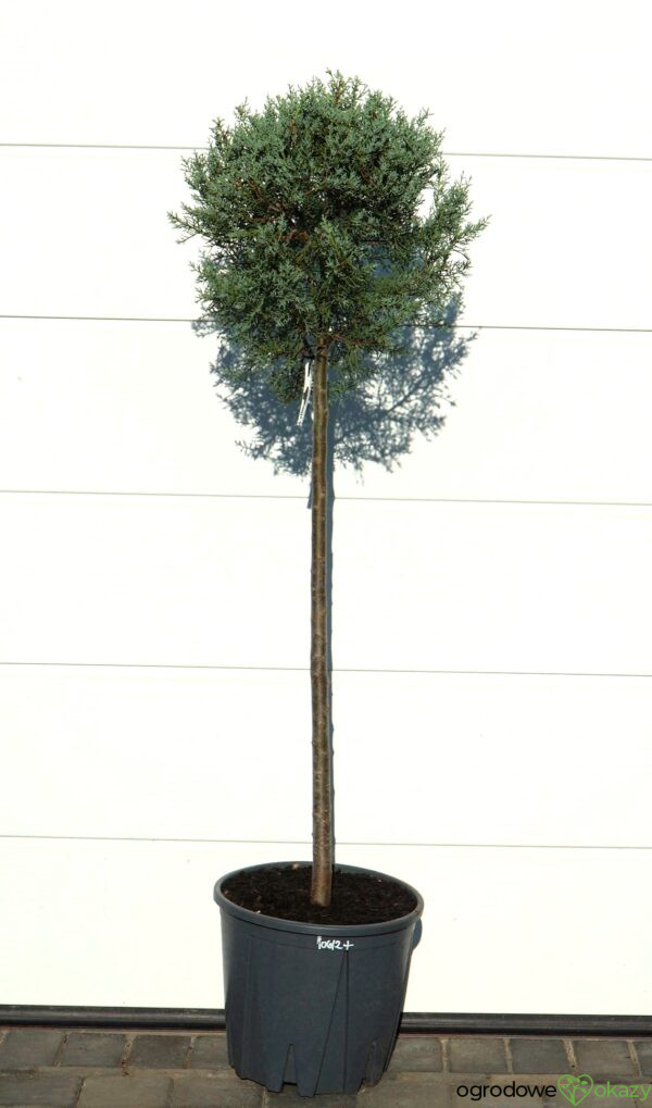 CYPRYS ARIZOŃSKI FASTIGIATA Cupressus arizonica 'Fastigiata'