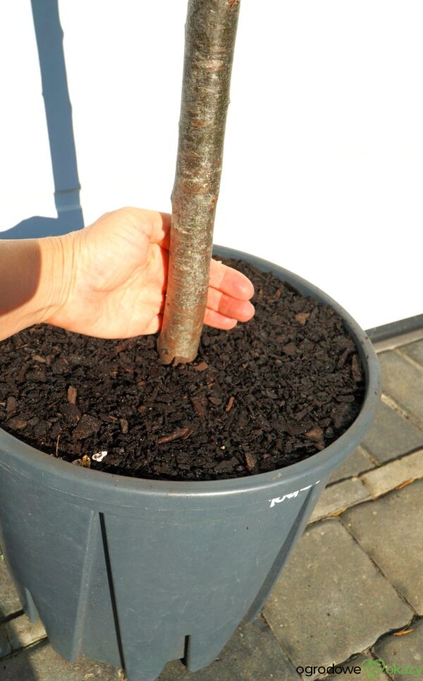 CYPRYS ARIZOŃSKI FASTIGIATA Cupressus arizonica 'Fastigiata'