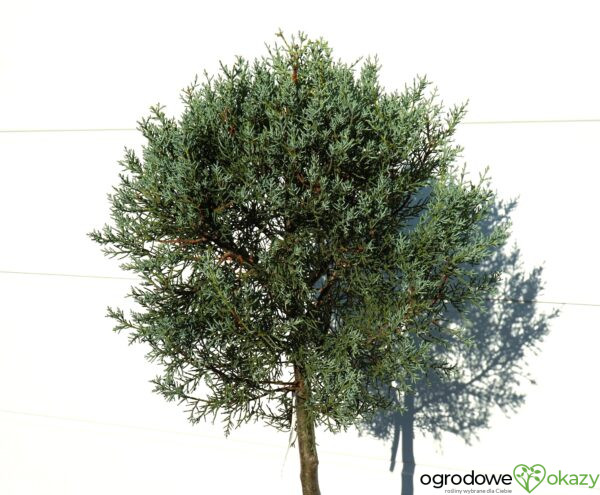 CYPRYS ARIZOŃSKI FASTIGIATA Cupressus arizonica 'Fastigiata'