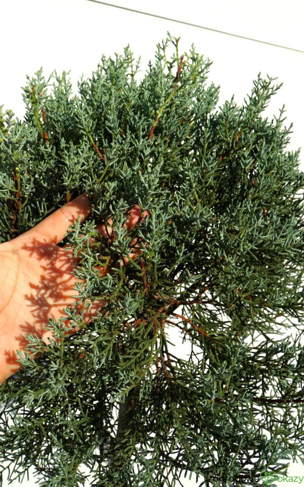 CYPRYS ARIZOŃSKI FASTIGIATA Cupressus arizonica 'Fastigiata'