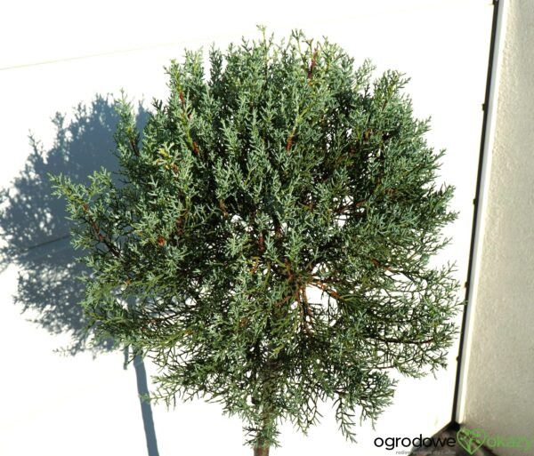 CYPRYS ARIZOŃSKI FASTIGIATA Cupressus arizonica 'Fastigiata'