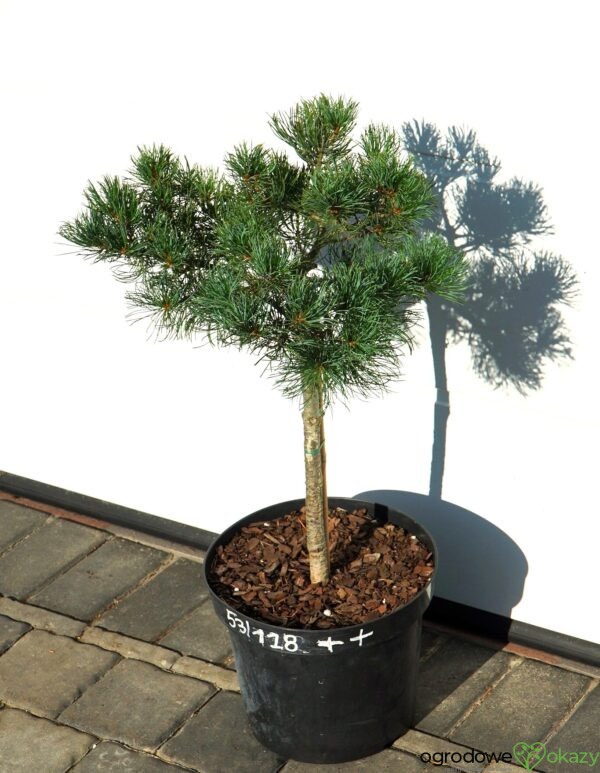SOSNA DROBNOKWIATOWA BERAN Pinus parviflora 'Beran'