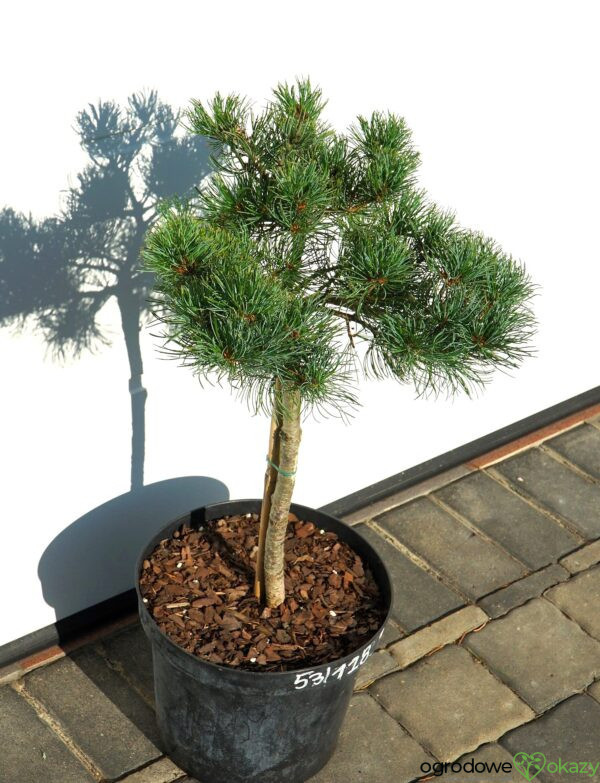 SOSNA DROBNOKWIATOWA BERAN Pinus parviflora 'Beran'