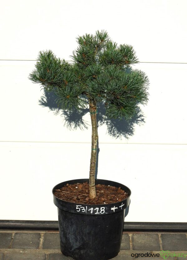 SOSNA DROBNOKWIATOWA BERAN Pinus parviflora 'Beran'