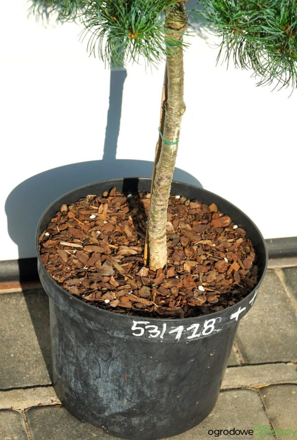 SOSNA DROBNOKWIATOWA BERAN Pinus parviflora 'Beran'