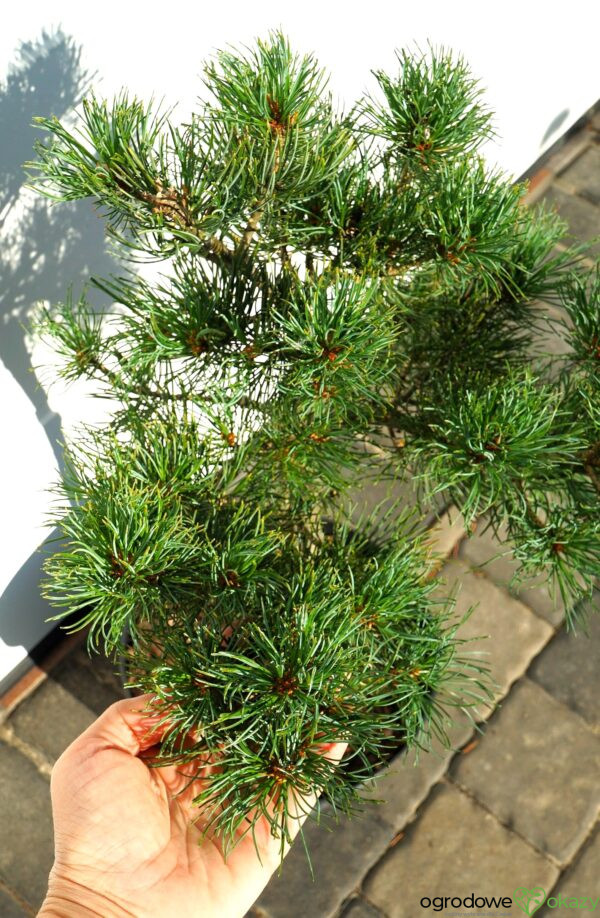 SOSNA DROBNOKWIATOWA BERAN Pinus parviflora 'Beran'