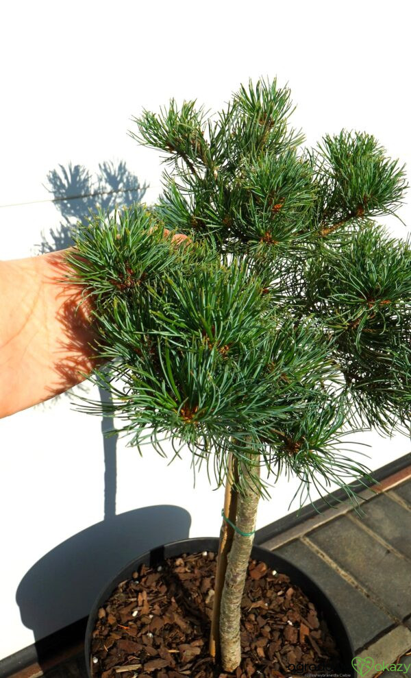SOSNA DROBNOKWIATOWA BERAN Pinus parviflora 'Beran'