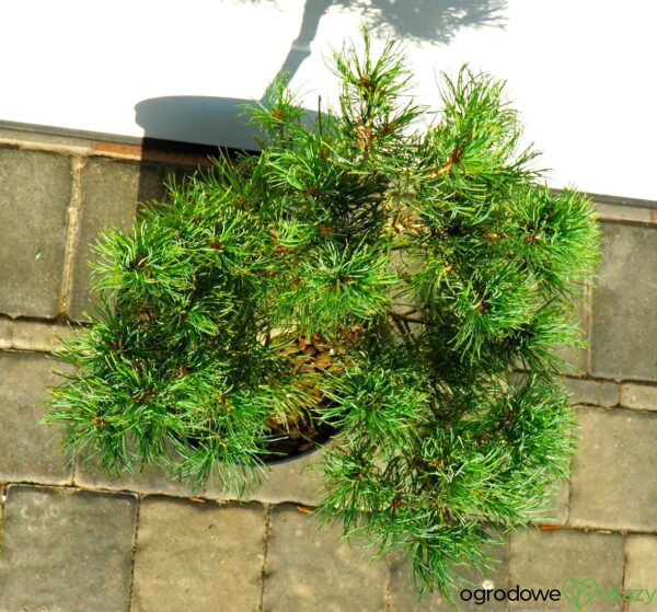 SOSNA DROBNOKWIATOWA BERAN Pinus parviflora 'Beran'