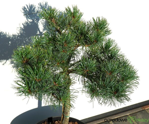 SOSNA DROBNOKWIATOWA BERAN Pinus parviflora 'Beran'
