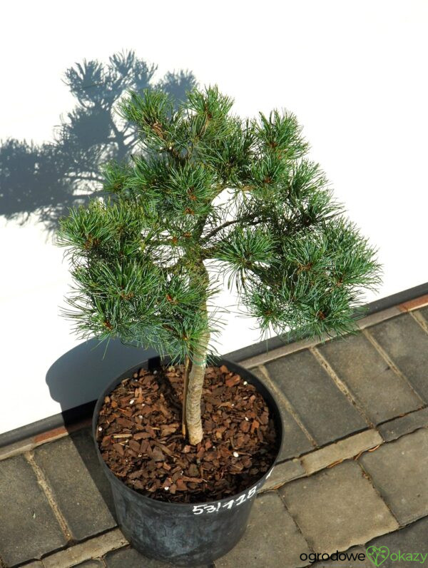 SOSNA DROBNOKWIATOWA BERAN Pinus parviflora 'Beran'