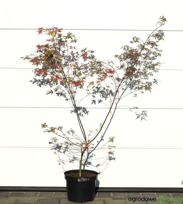 KLON PALMOWY BENI KOSODE Acer palmatum ''Beni Kosode'