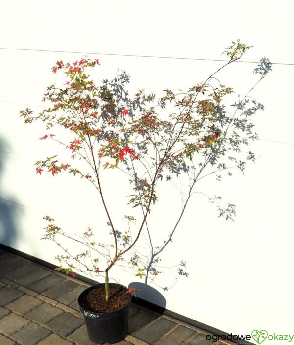 KLON PALMOWY BENI KOSODE Acer palmatum ''Beni Kosode'
