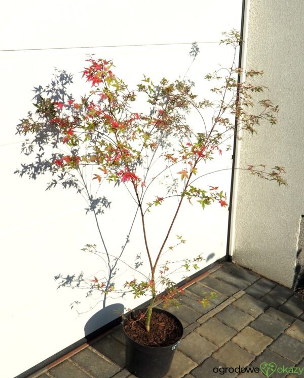 KLON PALMOWY BENI KOSODE Acer palmatum ''Beni Kosode'