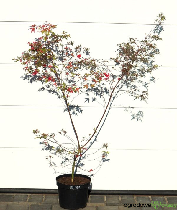 KLON PALMOWY BENI KOSODE Acer palmatum ''Beni Kosode'
