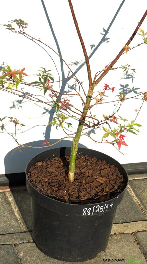 KLON PALMOWY BENI KOSODE Acer palmatum ''Beni Kosode'