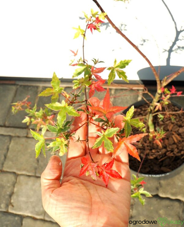 KLON PALMOWY BENI KOSODE Acer palmatum ''Beni Kosode'