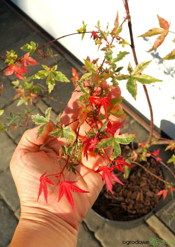 KLON PALMOWY BENI KOSODE Acer palmatum ''Beni Kosode'