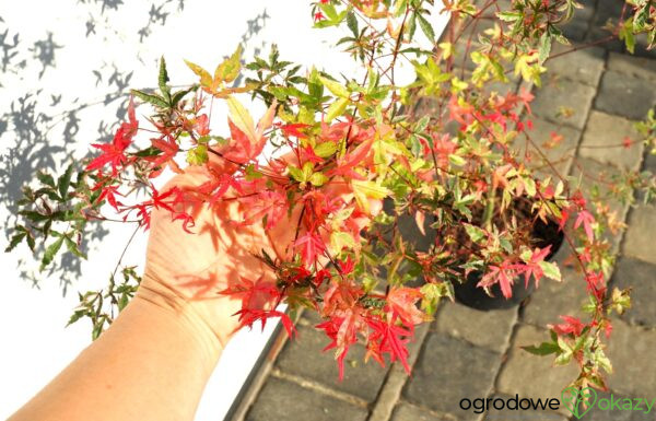 KLON PALMOWY BENI KOSODE Acer palmatum ''Beni Kosode'