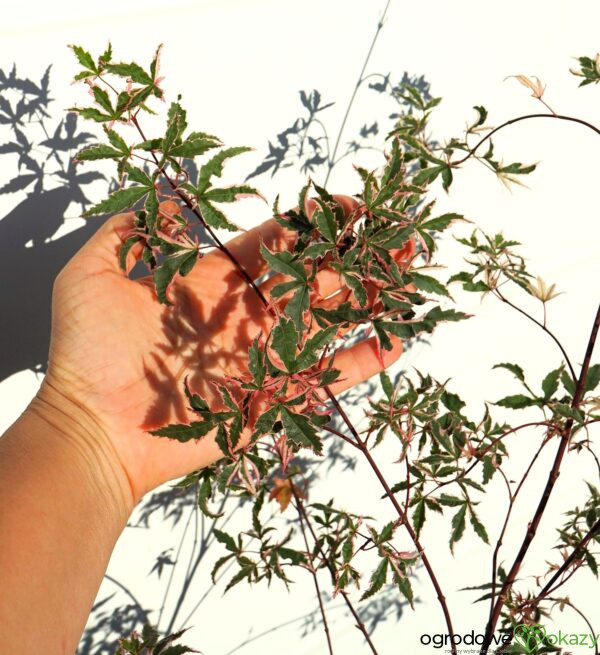 KLON PALMOWY BENI KOSODE Acer palmatum ''Beni Kosode'