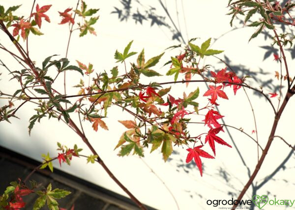 KLON PALMOWY BENI KOSODE Acer palmatum ''Beni Kosode'