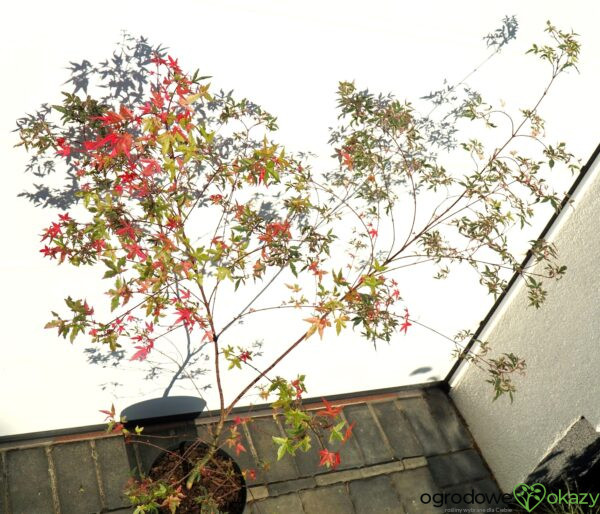 KLON PALMOWY BENI KOSODE Acer palmatum ''Beni Kosode'