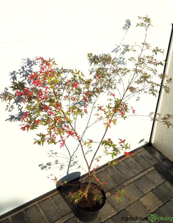 KLON PALMOWY BENI KOSODE Acer palmatum ''Beni Kosode'
