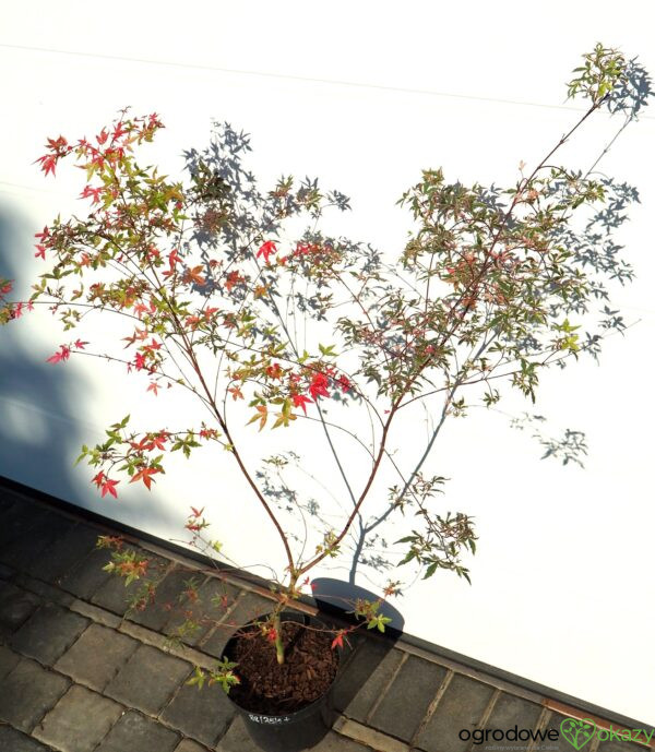 KLON PALMOWY BENI KOSODE Acer palmatum ''Beni Kosode'