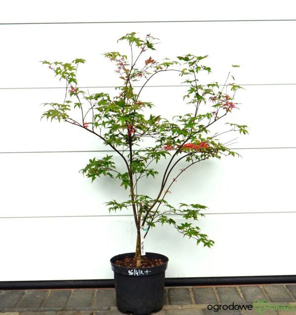 KLON PALMOWY BENI MAIKO Acer palmatum 'Beni Maiko'