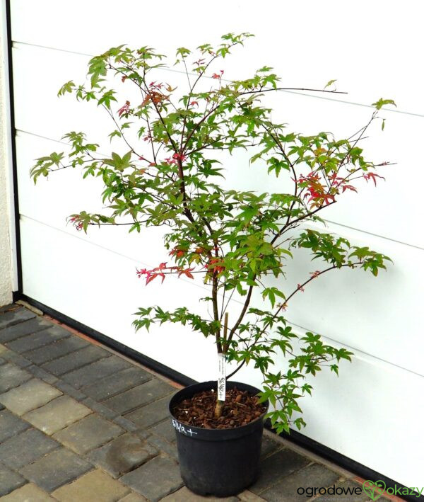 KLON PALMOWY BENI MAIKO Acer palmatum 'Beni Maiko'
