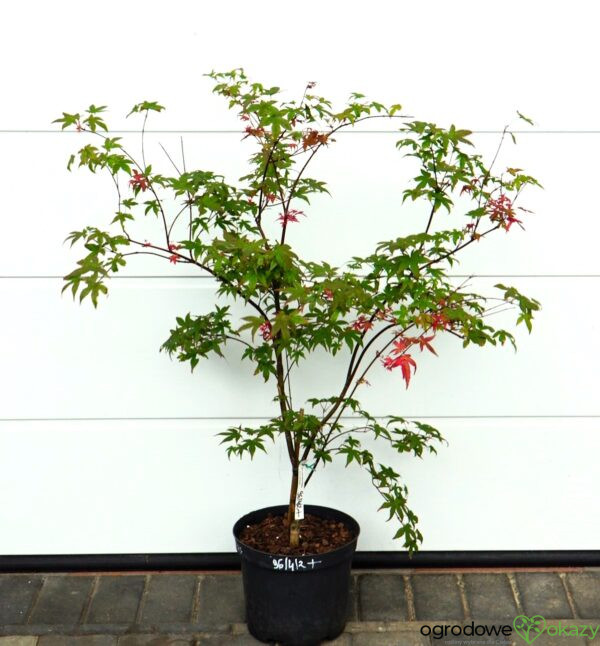 KLON PALMOWY BENI MAIKO Acer palmatum 'Beni Maiko'